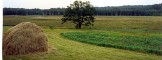 Siena kaudze Braku tīrumā pie  Braku "dižozola" Lejas pļavas malā  pie grīšļa ieloka. 1991.g.jūlijs.

