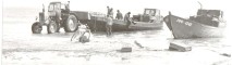 Lapmežciema sedumā zvejnieki no laivām ar traktoru izved zivis ap 1970.g.
