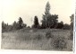 

Braki. Jāņkalniņš ar Jāņa Ķirškalna stādīto bērziņu. 1959.gada vasarā.
