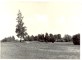Braki. Jāņkalniņš ar Jāņa Ķirškalna stādīto bērziņu. 1959.gada vasarā.