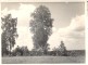 Braki. Skats no Jāņkalniņa uz Pakšēnu pusi, priekšplānā liels bērzs 1960.g. vasara