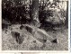 "Pazudušā dēla "akmens uz Vanagu - Braku takas.  Kopskats no augšpuses.1961.g.