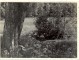 
Braki. "Kēķa aka" ar soliņu. Prieklšplānā  resna koka stumbrs.1960.g.
