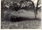
Braki. "Kēķa aka" ar soliņu. Prieklšplānā  pa labi divu stumbru koks.1960.g.

