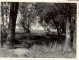 Braki. Pirtsaka starp diviem kokiem. 1960.g. vasarā