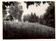 Braki. Skats uz pirtiņu no Pirtsgravas puses. 1961.g. vasarā