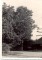 
Braki. Liepa dzīvojamās mājas priekšā. 1960.g. vasarā
