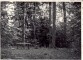 Soliņš Simtsoļu takas. laukumiņā. 1960.g. vasara