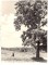 Braki. Kļava pie pieminekļa akmens. Uz takas stāv divi cilvēki. 1959.g. vasara.